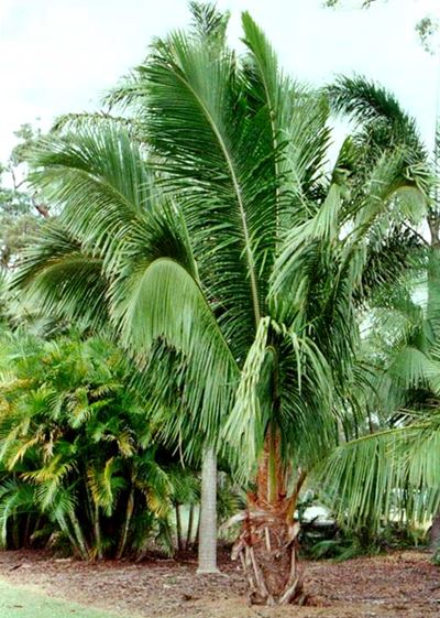 elegant-palm-cabbage-palm-bungalow-palm-archontophoenix-cunninghamiana-seaforthia-palm